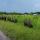 Belize, where the buffalo still roam